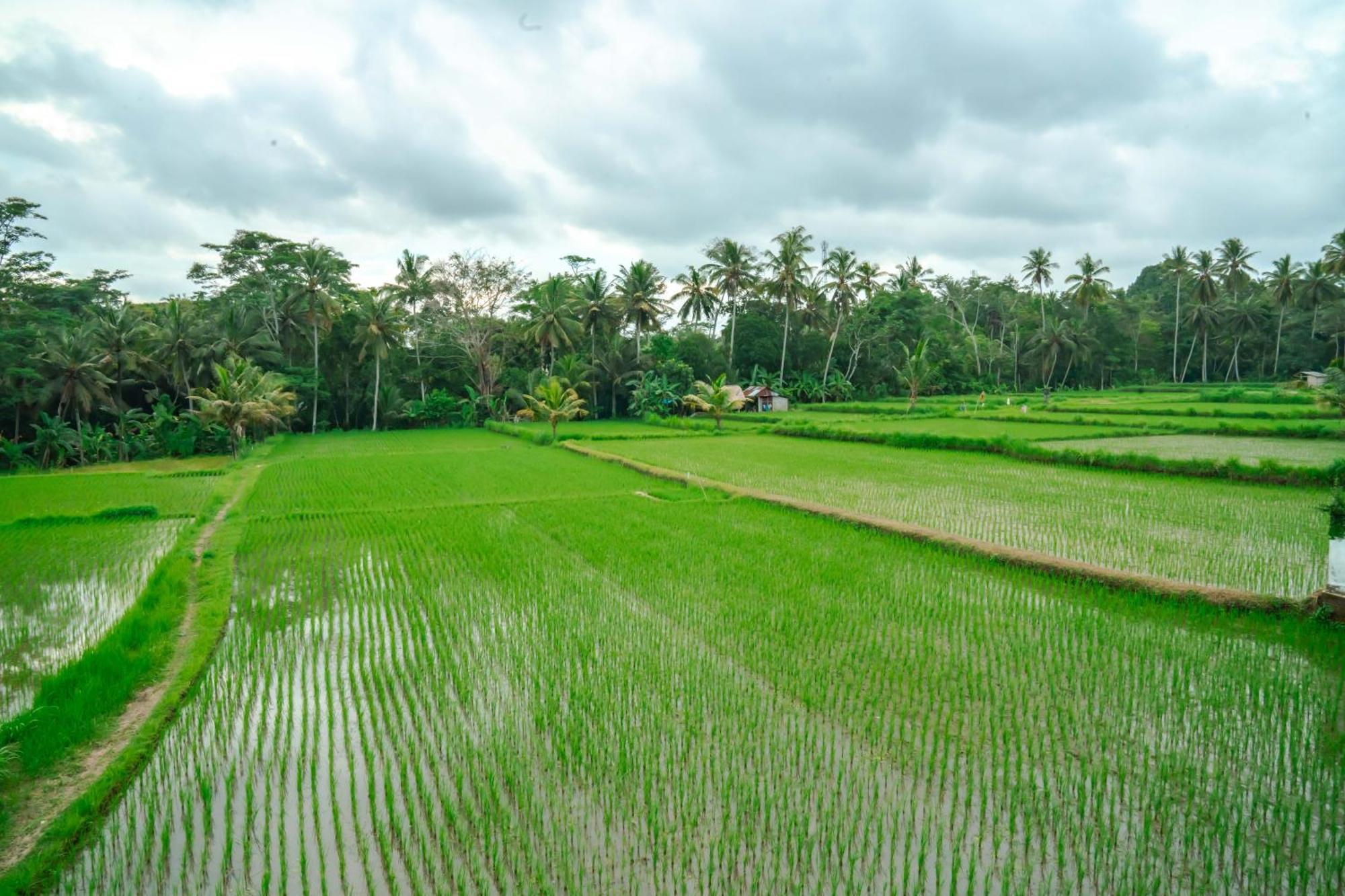 Tulus Hati Ubud Retreat المظهر الخارجي الصورة